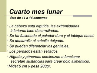 Cuarto mes lunar
feto de 11 a 14 semanas
* La cabeza esta erguida, las extremidades
inferiores bien desarrolladas.
* Se ha fusionado el paladar duro y el tabique nasal.
* Se desarrolla el cabello delgado.
* Se pueden diferenciar los genitales.
* Los párpados están sellados.
* Hígado y páncreas comienzan a funcionar
secretan sustancias para crear bolo alimenticio.
*Mide15 cm y pesa 200gr.
 