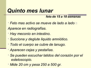 Quinto mes lunar
feto de 15 a 18 semanas
* Feto mas activo se mueve de lado a lado
Aparece en radiografías.
* Hay meconio en intestino.
* Succiona y deglute liquido amniótico.
* Todo el cuerpo se cubre de lanugo.
* Aparecen cejas y pestañas.
* Se pueden escuchar latidos del corazón por el
estetoscopio.
* Mide 20 cm y pesa 250 a 500 gr.
 