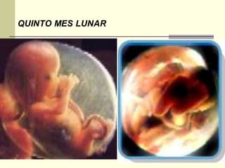 QUINTO MES LUNAR
 