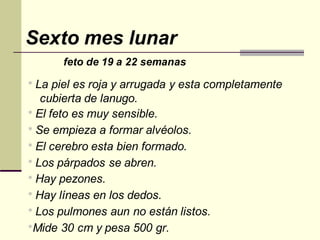 Sexto mes lunar
feto de 19 a 22 semanas
* La piel es roja y arrugada y esta completamente
cubierta de lanugo.
* El feto es muy sensible.
* Se empieza a formar alvéolos.
* El cerebro esta bien formado.
* Los párpados se abren.
* Hay pezones.
* Hay líneas en los dedos.
* Los pulmones aun no están listos.
*Mide 30 cm y pesa 500 gr.
 