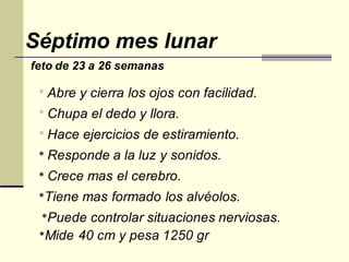 Séptimo mes lunar
feto de 23 a 26 semanas
* Abre y cierra los ojos con facilidad.
* Chupa el dedo y llora.
* Hace ejercicios de estiramiento.
* Responde a la luz y sonidos.
* Crece mas el cerebro.
*Tiene mas formado los alvéolos.
*Puede controlar situaciones nerviosas.
*Mide 40 cm y pesa 1250 gr
 