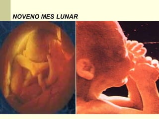 NOVENO MES LUNAR
 