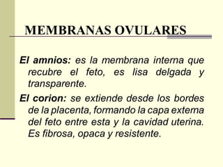 MEMBRANAS OVULARES
El amnios: es la membrana interna que
recubre el feto, es lisa delgada y
transparente.
El corion: se extiende desde los bordes
de la placenta, formando la capa externa
del feto entre esta y la cavidad uterina.
Es fibrosa, opaca y resistente.
 