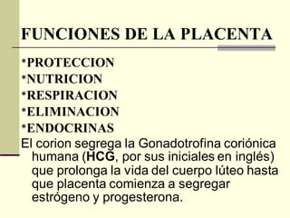FUNCIONES DE LA PLACENTA
*PROTECCION
*NUTRICION
*RESPIRACION
*ELIMINACION
*ENDOCRINAS
El corion segrega la Gonadotrofina coriónica
humana (HCG, por sus iniciales en inglés)
que prolonga la vida del cuerpo lúteo hasta
que placenta comienza a segregar
estrógeno y progesterona.
 