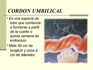 CORDON UMBILICAL
* Es una especie de
tubo que comienza
a formarse a partir
de la cuarta o
quinta semana de
embarazo.
* Mide 50 cm de
longitud y unos 2
cm de diámetro
 