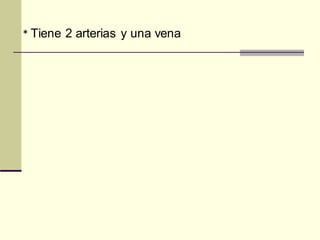 * Tiene 2 arterias y una vena
 