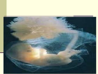 Desarrolloembronario paolarodriguez28668030