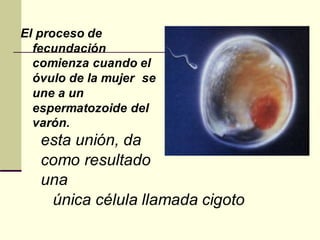 El proceso de
fecundación
comienza cuando el
óvulo de la mujer se
une a un
espermatozoide del
varón.
esta unión, da
como resultado
una
única célula llamada cigoto
 