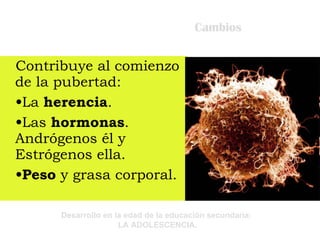 Cambios Contribuye al comienzo de la pubertad: La  herencia . Las  hormonas . Andrógenos él y Estrógenos ella. Peso  y grasa corporal. 