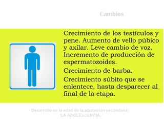 Cambios Crecimiento de los testículos y pene. Aumento de vello púbico y axilar. Leve cambio de voz. Incremento de producción de espermatozoides. Crecimiento de barba. Crecimiento súbito que se enlentece, hasta desparecer al final de la etapa. 