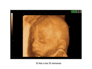 El feto a las 25 semanas 