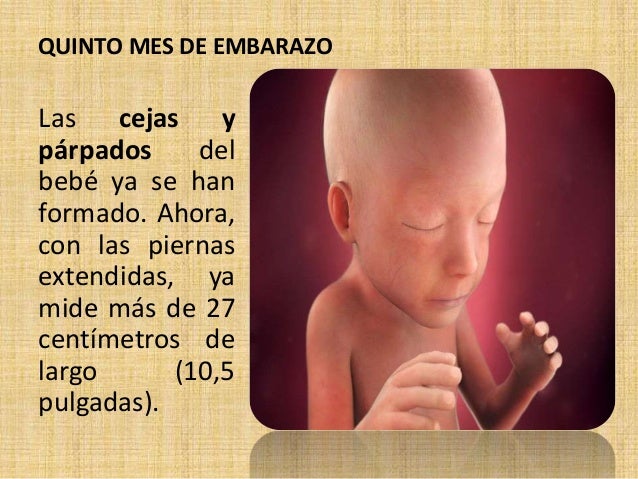 Desarrollo Fetal Diapositiva Raquel Reyes Y Yanibel Santana Lima