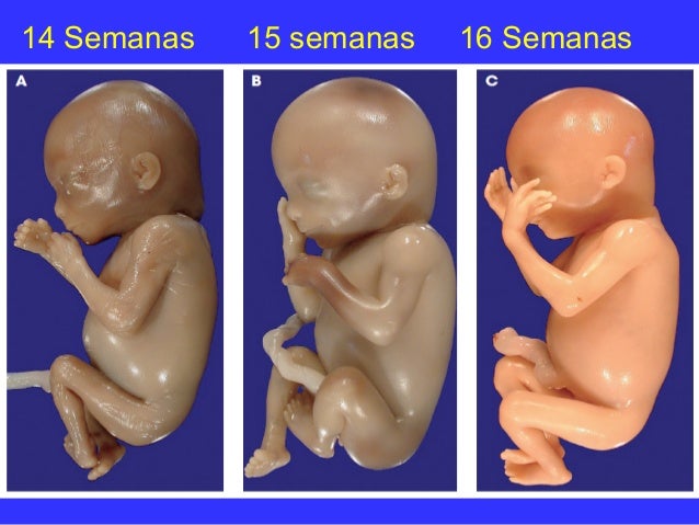 Desarrollo Fetal Lizette 2018 Ok