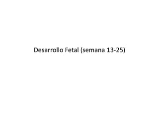 Desarrollo Fetal (semana 13-25)
 