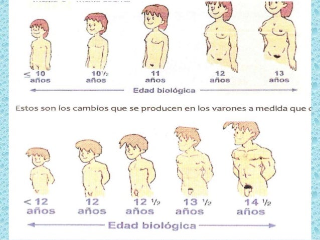 https://image.slidesharecdn.com/desarrollofisicoysaludenlaadolescencia-150317160742-conversion-gate01/95/desarrollo-fisico-y-salud-en-la-adolescencia-5-638.jpg?cb=1426608852