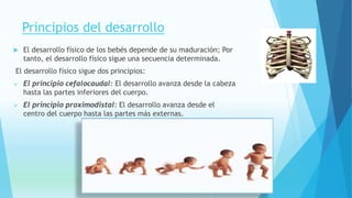 Principios del desarrollo 
 El desarrollo físico de los bebés depende de su maduración; Por 
tanto, el desarrollo físico sigue una secuencia determinada. 
El desarrollo físico sigue dos principios: 
 El principio cefalocaudal: El desarrollo avanza desde la cabeza 
hasta las partes inferiores del cuerpo. 
 El principio proximodistal: El desarrollo avanza desde el 
centro del cuerpo hasta las partes más externas. 
 