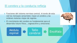 El cerebro y la conducta refleja 
 Funciones del sistema nervioso central. A través de esta 
red los mensajes sensoriales viajan al cerebro y las 
ordenes motoras viajan de regreso. 
 El crecimiento del cerebro es fundamental para el 
desarrollo futuro físico , cognoscitivo y emocional. 
Medula 
espinal 
Tallo 
cerebral 
Encéfalo 
 