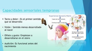 Capacidades sensoriales tempranas 
 Tacto y dolor : Es el primer sentido 
que se desarrollo 
• Visión : Sentido menos desarrollado 
al nacer 
• Olfato y gusto: Empiezan a 
desarrollarse en el útero 
• Audición: Es funcional antes del 
nacimiento 
 