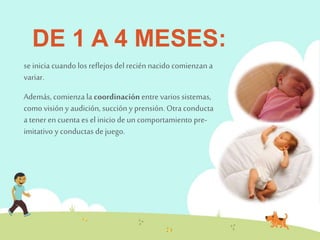 DE 1 A 4 MESES: 
se inicia cuando los reflejos del recién nacido comienzan a 
variar. 
Además, comienza la coordinación entre varios sistemas, 
como visión y audición, succión y prensión. Otra conducta 
a tener en cuenta es el inicio de un comportamiento pre-imitativo 
y conductas de juego. 
 
