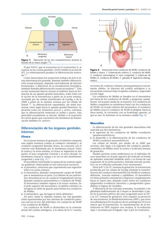 Desarrollo genital normal y patológico  E – 18-601-C-10
Gónadas
Detrás
Delante
Compartimento
urinario
Membrana
urogenital
Membrana
cloacal
Compartimento
genital
Compartimento
digestivo
Figura 1. Tabicación de los tres compartimentos durante la
división de la cloaca (según [7]).
El gen DAX1, que se encuentra en el cromosoma X, se
expresa en las crestas genitales. DAX1 inhibe la acción de
SF1. La sobreexpresión produce la diferenciación testicu-
lar [4]
.
Como demuestran los numerosos trabajos de Jost et al,
esta determinación gonadal, llamada también diferencia-
ción sexual primaria, depende esencialmente de factores
hormonales, a diferencia de la sexualización fenotípica,
también llamada diferenciación sexual secundaria [5]
. Esta
acción hormonal directa orienta al embrión hacia la for-
mación de un aparato genital masculino, sobre todo con
la acción de la testosterona a partir de la sexta semana,
secretada por las células intersticiales de Leydig, y de la
AMH a partir de la séptima semana por las células de
Sertoli [6]
. La diferenciación espontánea, sin señal hor-
monal, tiene lugar hacia el aparato genital femenino. Se
presenta como un fenómeno precoz y activo, mientras
que la diferenciación femenina es tardía y pasiva. Esta
pasividad actualmente se discute, debido a la expresión
de ciertos genes que convierten este fenómeno de femini-
zación también en «activo».
Diferenciación de los órganos genitales
internos
Cloaca
En la tercera semana de gestación, el embrión comporta
una región terminal común al conducto intestinal y al
conducto urogenital llamada cloaca. Su conexión con el
exterior está delimitada por la membrana cloacal. Entre
la cuarta y la sexta semana, la cloaca se segmenta en dos
partes: el seno urogenital (ventral) y el recto (dorsal). La
membrana cloacal se separa a su vez en dos membranas:
urogenital y anal (Fig. 1) [7]
.
El mesoblasto intermedio se separa de las somitas según
un gradiente cefalocaudal en tres estructuras sucesivas:
• el pronefros, estructura que experimenta una regresión
total a la cuarta semana;
• el mesonefros, llamado comúnmente cuerpo de Wolff,
que se metameriza en parte. Los túbulos de sus nefróto-
mos desembocan en un conducto longitudinal externo
llamado conducto mesonefrótico o conducto de Wolff.
El mesonefros también regresa a la octava semana. En
el polo superior del mesonefros, el epitelio celómico se
invagina en dedo de guante para formar los conductos
de Müller;
• el metanefros, que da lugar al riñón deﬁnitivo.
Así pues, hasta la séptima semana, las vías genitales
están representadas por dos sistemas de conductos pares,
sea cual sea el sexo del individuo: los conductos de Wolff
y los conductos de Müller.
Los conductos de Wolff se desarrollan en la vertiente
dorsal del cordón nefrógeno, a la altura de la 9.a
somita,
1
2
3
4
5
6
7
8
Figura 2. Interacción entre conductos de Wolff, conductos de
Müller y cloaca. 1. Gubernáculo ovárico; 2. conducto de Wolff;
3. conducto uterovaginal; 4. seno urogenital; 5. tubérculo de
Müller; 6. conducto de Müller; 7. gónada; 8. ligamento diafrag-
mático.
en forma de cordones celulares mesenquimatosos inicial-
mente sólidos. Se disocian del cordón nefrógeno y se
encuentran entonces bajo el epitelio celómico, engrosado
en este lugar.
Los conductos de Müller se hunden en el mesonefros
por fuera de los conductos de Wolff, y progresan caudal-
mente. En la parte media de su trayecto, los conductos de
Müller comparten su membrana basal con los conductos
de Wolff. En el polo inferior del mesonefros, el conducto
de Müller cruza el conducto de Wolff al dirigirse hacia la
línea media. Se encuentra con su homólogo opuesto, al
que se une. Se fusionan en su extremo caudal (Fig. 2).
Masculino
La diferenciación de las vías genitales masculinas está
marcada por dos fenómenos:
• la regresión de los conductos de Müller (conductos
paramesonefróticos);
• el desarrollo y la diferenciación de los conductos de
Wolff (conductos mesonefróticos).
Las células de Sertoli, por medio de la AMH que
secretan, dan lugar a la regresión del conducto parame-
sonefrótico de Müller entre la octava y la décima semana
de gestación.
Pueden persistir restos müllerianos en el individuo de
sexo masculino en el polo superior del testículo en forma
de apéndice testicular (hidátide sésil) y en forma de una
expansión de la uretra posterior, llamada utrículo prostá-
tico, en el colliculus seminalis (veru montanum).
Entre la 8.a
y la 12.a
semana de gestación, la testosterona
producida por las células de Leydig estimula la transfor-
mación del conducto mesonefrótico de Wolff en conducto
deferente, vesícula seminal y epidídimo. El mesonefros
(el riñón primitivo metamérico) degenera completamente
hacia el cuarto mes, dejando como restos los conductos
epigenitales (conductos eferentes) y paragenitales (para-
dídimo u órgano de Giraldès).
A diferencia de las vesículas seminales, la próstata y las
glándulas bulbouretrales de Cowper se desarrollan a par-
tir de la porción pélvica del seno urogenital entre la 10.a
y la 12.a
semana de gestación. Esto requiere la presencia
de una hormona, la dihidrotestosterona (DHT), que tiene
una aﬁnidad por los receptores de los andrógenos 10 veces
mayor que la testosterona. La transformación de la tes-
tosterona en DHT requiere una enzima, la 5␣-reductasa
(tipo 1 secretada por el hígado, tipo 2 por los testículos).
EMC - Urología 3
 