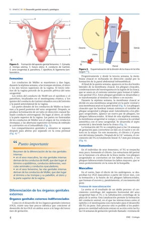 E – 18-601-C-10  Desarrollo genital normal y patológico
1
8
2
3
4
5
6
7
Figura 3. Formación del aparato genital femenino. 1. Gónada;
2. trompa uterina; 3. futuro útero; 4. conducto de Gartner;
5. seno urogenital; 6. paroóforo; 7. epoóforo; 8. ligamento lum-
boovárico.
Femenino
Los conductos de Müller se mantienen y dan lugar,
durante la séptima semana, a las trompas uterinas, el útero
y los dos tercios superiores de la vagina. El tercio infe-
rior de la vagina procede de la porción pélvica del seno
urogenital.
Los restos del conducto de Wolff son el epoóforo y el
paroóforo, localizados en el mesénquima ovárico, y los
quistes del conducto de Gartner situados cerca del introito
y la pared anterolateral de la vagina.
Las partes distales de los conductos de Müller se fusio-
nan a la pared posterior del seno urogenital. Después, se
produce la formación de un tubo en dirección craneal lla-
mado conducto uterovaginal. Da lugar al útero, al cuello
y la parte superior de la vagina. Las partes no fusionadas
de los conductos de Müller son el origen de los oviductos
(trompas), y las aberturas superiores en forma de embudo
se convierten en el infundíbulo (Fig. 3).
Los compartimentos genitales y urinarios se separan
después para abrirse por separado en la zona perineal
(Fig. 4) [7]
.
“ Punto importante
Resumen de la diferenciación de las vías genitales
internas:
• en el sexo masculino, las vías genitales internas
derivan de los conductos de Wolff, que dan lugar al
término a epidídimos, conductos deferentes, vesí-
culas seminales y conductos eyaculadores;
• en el sexo femenino, las vías genitales internas
derivan de los conductos de Müller, que dan lugar
al término a las trompas y su pabellón, al útero y
la parte superior de la vagina.
Diferenciación de los órganos genitales
externos
Órganos genitales externos indiferenciados
Como en el desarrollo de los órganos genitales internos
(OGI), existe una fase precoz idéntica que concierne al
desarrollo de los OGE en ambos sexos a lo largo del tercer
mes de gestación.
Útero
Detrás
Recto
Vagina
Delante
V
e
j
i
g
a
Clítoris
Uretra
Periné
Figura 4. Esquematización de la división de la cloaca en la niña
(según [7]).
Progresivamente y desde la tercera semana, la mem-
brana cloacal es rechazada en dirección caudal por la
formación de la pared abdominal infraumbilical.
Al ﬁnal de la quinta semana, aparecen en los dos bordes
laterales de la membrana cloacal, los pliegues cloacales,
condensaciones del mesénquima en la región de la cloaca,
que se unen en el extremo anterior para formar el tubér-
culo genital (TG). Estos pliegues genitales se desarrollan y
se transformarán al término en labios o en escroto.
Durante la séptima semana, la membrana cloacal se
divide en una membrana urogenital en la parte ventral y
una membrana anal en la parte dorsal (Fig. 4). Los pliegues
cloacales que las bordean toman entonces el nombre de
pliegue urogenital y pliegue anal. Lateralmente a los plie-
gues urogenitales, aparece un nuevo par de pliegues, los
pliegues labioescrotales. Al ﬁnal de esta séptima semana,
la membrana urogenital se rompe y comunica la cavidad
amniótica con el seno urogenital. Se desarrolla el septo
urorrectal y desciende hacia la cloaca (Fig. 5).
La formación del TG se completa pues a las 14 semanas
de gestación para convertirse en falo en el varón y en clí-
toris en la mujer. En este momento, el clítoris y el pene
son del mismo tamaño. Después de la 14.a
semana, el cre-
cimiento del TG es totalmente lineal: 0,7 mm por semana
(Fig. 6).
Femenino
En el individuo de sexo femenino, el TG se ensancha
muy poco, formando el clítoris. Las estructuras del periné
no se fusionan a la altura de la línea media. Los pliegues
urogenitales se convierten en los labios menores, y los
pliegues labioescrotales forman los labios mayores, que se
unen posteriormente en la zona de la horquilla.
Masculino
En el varón, bajo el efecto de los andrógenos, se des-
arrollan los OGE masculinos a partir del tercer mes, con
la formación y la fusión de los pliegues labioescrotales,
que forman el escroto y, paralelamente, el crecimiento del
pene.
Ventana de masculinización
La uretra es el resultado de un doble proceso: el cre-
cimiento centrífugo del segmento horizontal del seno
urogenital bajo el TG y la tubulización centrífuga de la
placa de la uretra. Esta canalización permite la formación
del conducto uretral, en el que las interacciones entre el
epitelio y el mesénquima son esenciales para el desarrollo
del TG en pene. Este proceso sólo es posible si los andró-
genos en cantidad suﬁciente entran en acción entre las 8 y
las 14 semanas de gestación (período llamado «ventana de
4 EMC - Urología
 