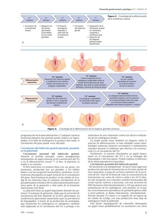 Desarrollo genital normal y patológico  E – 18-601-C-10
• Formación de
la membrana
cloacal
• Migración de
las células
germinales
primordiales
en las cretas
genitales
• Formación
de pliegues
cloacales a
cada lado de
la membrana
cloacal
3.ª
semana
4.ª
semana
5.ª
semana
6.ª
semana
7.ª
semana
• Formación
del tubérculo
genital
• Separación de la
membrana cloacal
en membrana
urogenital y
membrana anal
• Aparición de
los pliegues
labioescrotales
lateralmente
Figura 5. Cronología de la diferenciación
de la membrana cloacal.
10.ª semana
Desarrollo del tubérculo genital
y proliferación de la lámina
uretral circunscrita por los
pliegues urogenitales.
Diferenciación
masculina
Diferenciación
femenina
12.ª semana
Fusión progresiva de los
repliegues urogenitales sobre el
borde ventral del pene de atrás
adelante, que aísla la uretra peneana
definitiva y termina en fondo de saco.
14.ª semana
Los dos rodetes
escrotales se fusionan
en la línea media y
forman el escroto.
10.ª semana
Desarrollo del tubérculo
genital, el seno urogenital
permanece ampliamente
abierto.
12.ª semana
Los pliegues urogenitales
no fusionados dan lugar a
los labios menores.
14.ª semana
Los pliegues labioescrotales forman
los labios mayores, que se fusionan
en la parte posterior para dar lugar
a la comisura labial posterior.
Regresión del tubérculo genital = clítoris.
Figura 6. Cronología de la diferenciación de los órganos genitales externos.
programación de la masculinización»). Cualquier carencia
hormonal durante este período puede inducir un hipos-
padias. Si la falta de andrógenos se produce más tarde, el
crecimiento del pene puede verse afectado.
Crecimiento del tubérculo genital (prenatal, posnatal,
en la pubertad)
Crecimiento prenatal del tubérculo genital.
Durante el período prenatal, cuatro protagonistas
desempeñan un papel esencial en la construcción del TG
y en la diferenciación sexual [8]
: el feto, la placenta, la
madre y en entorno.
El feto interviene en primera línea con sus genes, sus
hormonas, producidas por sus gónadas, y los tejidos
blanco con sus receptores hormonales y proteínas. La tes-
tosterona desempeña un papel esencial en el crecimiento
del pene. Esta hormona se produce en las células de Ley-
dig de los testículos bajo el estímulo inicialmente de la
gonadotropina coriónica (hCG) placentaria durante la pri-
mera parte de la gestación y más tarde de la hormona
luteinizante (LH) fetal.
La placenta tiene un papel importante durante las pri-
meras 14 semanas de gestación, dado que la secreción de
testosterona del feto depende de la hCG placentaria. La
insuﬁciencia placentaria aumentaría pues la prevalencia
de hipospadias. A través de la producción de aromatasa,
que transforma los andrógenos en estrógenos, también
está implicada en el crecimiento del TG y protege a los
individuos de sexo femenino contra los efectos virilizan-
tes de los andrógenos fetales.
La madre puede tener también un impacto sobre el
proceso de diferenciación; se han señalado varias enfer-
medades maternas (tumores secretantes) o tratamientos
tomados durante el embarazo que afectan a la construc-
ción y/o al crecimiento del TG.
Finalmente, el entorno desempeña un papel impor-
tante en el crecimiento del TG y en la etiología del
hipospadias o del micropene. Podría explicar el deterioro
de la salud reproductiva masculina.
Crecimiento posnatal del tubérculo genital.
Del nacimiento a la minipubertad. Al nacer, tiene lugar una
producción elevada de testosterona en el recién nacido de
sexo masculino a causa de un breve aumento de la secre-
ción de LH. A las 24-36 horas de vida, la concentración de
testosterona cae, antes de volver a subir a los 10-15 días.
En este momento, los controles centrales hormonales del
recién nacido vuelven a funcionar, con una secreción de
FSH (hormona foliculoestimulante) y LH que genera una
estimulación de los andrógenos. Este período, en el que
las concentraciones plasmáticas de gonadotropinas están
a nivel puberal, se llama clásicamente «minipubertad».
Persiste durante 2-3 meses y va seguido de un reposo de
las células de Leydig, con una producción muy baja de
andrógenos hasta la pubertad.
Esta fuerte impregnación de esteroides desempeña
un papel (muy probablemente en asociación con otros
EMC - Urología 5
 