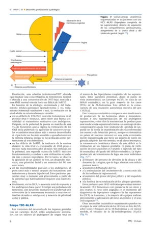E – 18-601-C-10  Desarrollo genital normal y patológico
Vejiga
Cuello vesical
Uretra
Distancia anoclitoridiana
Distancia anogenital
Piso pélvico
Ano
Vagina
Separación de la
membrana urogenital
Confluencia
uretrovaginal
Tubérculo genital/formación de la uretra
Tubérculo genital
Uretra
Figura 7. Consecuencias anatómicas
esquematizadas en los pacientes con una
HCS 46,XX (hiperplasia congénita de
las suprarrenales): defecto de separación
de los compartimentos genitourinarios,
alargamiento de la uretra distal y del
tubérculo genital (según [7]).
Finalmente, una relación testosterona/DHT elevada
(que traduce una concentración de testosterona normal
o elevada y una concentración de DHT baja) asociada a
una AMH normal orienta hacia un déﬁcit de 5␣RD2.
En función de la etiología incriminada y del trata-
miento médico-quirúrgico (gonadectomía o no, trata-
miento hormonal sustitutivo o no), la evolución en la
edad adulta es extremadamente variable:
• en los déﬁcits de 17␤-HSD: no existe testosterona en el
período fetal y neonatal, pero existe una buena sen-
sibilidad al tratamiento sustitutivo con andrógenos.
Después, en la pubertad, la puesta en marcha de una
vía de biosíntesis anexa explica la virilización de los
OGE en la pubertad y la aparición de caracteres sexua-
les secundarios masculinos más o menos desarrollados
si el paciente no ha sido sometido a gonadectomía en
la primera infancia, porque se haya educado como per-
teneciente al sexo femenino;
• en los déﬁcits de 5␣RD2: la ineﬁcacia de la enzima
durante la vida fetal es responsable de OGE poco o
incluso nada masculinizados al nacer. Sin embargo, en
la pubertad, una segunda enzima (la 5␣RD1) entra en
funcionamiento y conduce a una virilización secunda-
ria más o menos importante. Por lo tanto, se observa
la aparición de un cambio de voz, un desarrollo mus-
cular, una pilosidad facial y un aumento del TG con
erecciones;
• en las insensibilidades parciales a los andrógenos, el
pene crece más o menos después del tratamiento con
testosterona y durante la pubertad. Estos pacientes pre-
sentan muy a menudo una ginecomastia a partir de
la pubertad que habitualmente requiere una mastecto-
mía;
• ﬁnalmente, en los SICA, la ausencia total de respuesta a
los andrógenos hace que el fenotipo sea perfectamente
femenino, con desarrollo mamario en la pubertad (por
conversión de la testosterona secretada a una concen-
tración elevada en estrógenos) y ausencia de pilosidad
axilar y púbica.
Grupo TDS 46,XX
Los trastornos del desarrollo de los órganos genitales
con un cariotipo 46,XX están ampliamente domina-
dos por los excesos de andrógenos de origen fetal en
el marco de las hiperplasias congénitas de las suprarre-
nales. Estos pacientes presentan, desde el punto de
vista cromosómico, un cariotipo 46,XX. Se trata de un
déﬁcit enzimático, en la gran mayoría de los casos
(95%) de la 21-hidroxilasa. Este déﬁcit es la conse-
cuencia de una mutación autosómica recesiva del gen
CYP21A2.
Este trastorno enzimático comporta una insuﬁciencia
de producción de las hormonas gluco y mineralcor-
ticoides y una hiperproducción de los andrógenos
suprarrenales, entre ellos la testosterona. Se produce pues
una insuﬁciencia suprarrenal crónica con un riesgo de des-
compensación aguda. Este síndrome de «pérdida de sal»
puede ser la forma de manifestación de esta enfermedad
(en ausencia de detección precoz, aunque es sistemática
en países de nuestro entorno) en una niña extremada-
mente masculinizada que tiene un aspecto de varón sin
gónada palpable. En este sentido, en el plano fenotípico,
la consecuencia anatómica directa de este déﬁcit es la
virilización de los órganos genitales. El grado de virili-
zación en estos pacientes es variable y depende del tipo
de mutación y del grado del déﬁcit enzimático. La hiper-
producción de testosterona da lugar en estos individuos
(Fig. 7) [7]
:
• al bloqueo del proceso de división de la cloaca y del
descenso de la vagina, que da lugar al nacer a un oriﬁcio
perineal único;
• al aumento del tamaño del TG;
• a la estimulación del crecimiento de la uretra más allá
de la conﬂuencia vaginouretral;
• al aumento del grosor del piso pélvico y del esqueleto
pélvico;
• a la fusión y la escrotalización de los pliegues genitales.
Estos pacientes con OGE virilizados presentan sistemá-
ticamente OGI femeninos con presencia de un útero y
dos ovarios. El sexo civil asignado en el momento del
diagnóstico de hiperplasia congénita de las suprarrena-
les (HCS) es femenino, y la mayoría de equipos realizan
precozmente la adecuación del sexo anatómico y el sexo
civil asignado [18]
.
Otras anomalías enzimáticas suprarrenales pueden ser
el origen de una virilización de los OGE en un feto 46,XX,
sobre todo el bloqueo de la 11-hidroxilasa y, en menor
medida, el bloqueo de la 3␤-deshidrogenasa (11p13)
(Fig. 8).
8 EMC - Urología
 