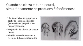 Cuando se cierra el tubo neural,
simultáneamente se producen 3 fenómenos:
 Se forman las fosas ópticas a
partir de los surcos ópticos
(excavaciones pequeñas en
neuroectodermo)
Migración de células de cresta
neural
Flexión ventralmente con el
cierre de tubo neural anterior.
 