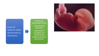 A partir de:
-Epidermis cefálica
-Neuroectodermo
-Mesénquima
Fenómenos
secuenciales como:
-Interacciones
inductivas
-Movimiento
morfógeno de
células desde
regiones distantes
del embrión
 