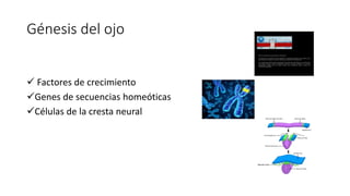Génesis del ojo
 Factores de crecimiento
Genes de secuencias homeóticas
Células de la cresta neural
 