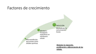 Factores de crecimiento
Macromoléculas
que actúan como
señales químicas
Afinidad a
receptores
específicos en
membrana
celular
INDUCCIÓN
Mediada por la
comunicación
tisular.
Modulan la migración,
proliferación y diferenciación de las
células.
 