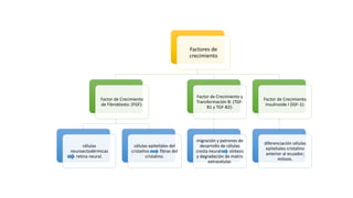 Factores de
crecimiento
Factor de Crecimiento
de Fibroblasto: (FGF):
células
neuroectodérmicas
retina neural.
células epiteliales del
cristalino fibras del
cristalino.
Factor de Crecimiento y
Transformación B: (TGF-
B1 y TGF-B2):
migración y patrones de
desarrollo de células
cresta neural síntesis
y degradación de matriz
extracelular.
Factor de Crecimiento
Insulinoide I (IGF-1):
diferenciación células
epiteliales cristalino
anterior al ecuador;
mitosis.
 