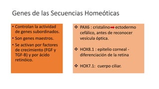 Genes de las Secuencias Homeóticas
• Controlan la actividad
de genes subordinados.
• Son genes maestros.
• Se activan por factores
de crecimiento (FGF y
TGF-B) y por ácido
retinóico.
 PAX6 : cristalino ectodermo
cefálico, antes de reconocer
vesícula óptica.
 HOX8.1 : epitelio corneal -
diferenciación de la retina
 HOX7.1: cuerpo ciliar.
 