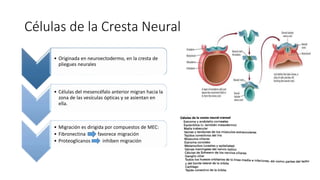 Células de la Cresta Neural
• Originada en neuroectodermo, en la cresta de
pliegues neurales
• Células del mesencéfalo anterior migran hacia la
zona de las vesículas ópticas y se asientan en
ella.
• Migración es dirigida por compuestos de MEC:
• Fibronectina favorece migración
• Proteoglicanos inhiben migración
 