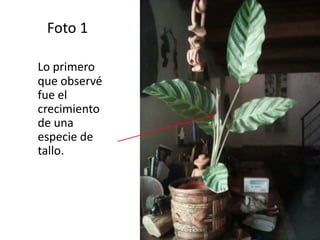 Foto 1
Lo primero
que observé
fue el
crecimiento
de una
especie de
tallo.
 