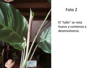 Foto 2
El “tallo” se nota
hueco y comienza a
desenvolverse.
 
