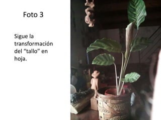 Foto 3
Sigue la
transformación
del “tallo” en
hoja.
 