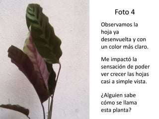 Foto 4
Observamos la
hoja ya
desenvuelta y con
un color más claro.
Me impactó la
sensación de poder
ver crecer las hojas
casi a simple vista.
¿Alguien sabe
cómo se llama
esta planta?
 