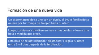 Formación de una nueva vida
Un espermatozoide se une con un óvulo, el óvulo fertilizado se
mueve por tu trompa de Falopio hasta tu útero.
Luego, comienza a dividirse en más y más células, y forma una
bola a medida que crece.
Esta bola de células (llamada “blastocisto”) llega a tu útero
entre 3 y 4 días después de la fertilización.
 