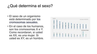 ¿Qué determina el sexo?
• El sexo de un organismo
está determinado por los
cromosomas sexuales.
• En el caso de los humanos,
son los cromosomas X e Y.
Como recordaran, si usted
es XX, es una mujer. Si
usted es XY, es un hombre.
 
