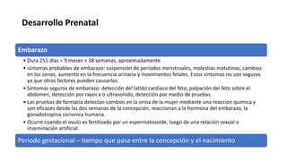 Desarrollo Prenatal
Embarazo
• Dura 255 días = 9 meses = 38 semanas, aproximadamente
• síntomas probables de embarazo: suspensión de periodos menstruales, molestias matutinas, cambios
en los senos, aumento en la frecuencia urinaria y movimientos fetales. Estos síntomas no son seguros
ya que otros factores pueden causarlos.
• Síntomas seguros de embarazo: detección del latido cardiaco del feto, palpación del feto sobre el
abdomen, detección por rayos x o ultrasonido, detección por medio de pruebas.
• Las pruebas de farmacia detectan cambios en la orina de la mujer mediante una reacción química y
son eficaces desde las dos semanas de la concepción, reaccionan a la hormona del embarazo, la
gonadotropina corionica humana.
• Ocurre cuando el ovulo es fertilizado por un espermatozoide, luego de una relación sexual o
inseminación artificial.
Periodo gestacional – tiempo que pasa entre la concepción y el nacimiento
 