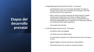 Etapas del
desarrollo
prenatal
a. Cigoto/etapa germinal (primeros 14 días = 2 semanas)
- La fertilización ocurre en las trompas de Falopio. El cigoto es
llevado hacia el útero por corrientes de las trompas, recorrido
que dura entre cinco y nueve días.
- Más o menos una semana después de la fecundación el cigoto
está listo para implantarse en el útero. El cigoto facilita la
implantación secretando ciertas enzimas y produciendo unas
diminutos vellosidades que se implantan en el útero para obtener
los nutrientes de los vasos sanguíneos.
- Hay cambios hormonales
b. Embrión/etapa embrionaria (3 – 8 semana)
- El embrión mide una pulgada.
- Las células ya se han diferenciado.
- Ha comenzado a aparecer los rudimentos de los ojos, las orejas y
la nariz.
- Algunos órganos internos comienzan a desarrollarse.
- Al final del primer mes, ya late un corazón primitivo.
 