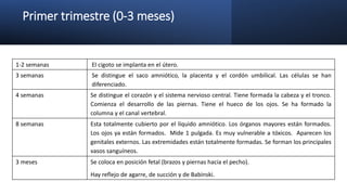 Primer trimestre (0-3 meses)
1-2 semanas El cigoto se implanta en el útero.
3 semanas Se distingue el saco amniótico, la placenta y el cordón umbilical. Las células se han
diferenciado.
4 semanas Se distingue el corazón y el sistema nervioso central. Tiene formada la cabeza y el tronco.
Comienza el desarrollo de las piernas. Tiene el hueco de los ojos. Se ha formado la
columna y el canal vertebral.
8 semanas Esta totalmente cubierto por el líquido amniótico. Los órganos mayores están formados.
Los ojos ya están formados. Mide 1 pulgada. Es muy vulnerable a tóxicos. Aparecen los
genitales externos. Las extremidades están totalmente formadas. Se forman los principales
vasos sanguíneos.
3 meses Se coloca en posición fetal (brazos y piernas hacia el pecho).
Hay reflejo de agarre, de succión y de Babinski.
 