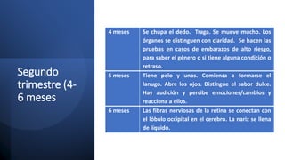Segundo
trimestre (4-
6 meses
4 meses Se chupa el dedo. Traga. Se mueve mucho. Los
órganos se distinguen con claridad. Se hacen las
pruebas en casos de embarazos de alto riesgo,
para saber el género o si tiene alguna condición o
retraso.
5 meses Tiene pelo y unas. Comienza a formarse el
lanugo. Abre los ojos. Distingue el sabor dulce.
Hay audición y percibe emociones/cambios y
reacciona a ellos.
6 meses Las fibras nerviosas de la retina se conectan con
el lóbulo occipital en el cerebro. La nariz se llena
de líquido.
 