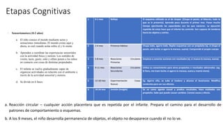 Etapas Cognitivas
- Sensoriomotora (0-2 años)
a. El niño conoce el mundo mediante actos y
sensaciones inmediatas. El mundo existe aquí y
ahora, es real cuando actúa sobre el y lo siente.
b. Aprenden a coordinar las experiencias sensoriales
con la actividad física y motora. Los sentidos de
visión, tacto, gusto, oído y olfato ponen a los niños
en contacto con cosas de distintas propiedades.
c. El infante se vuelve gradualmente capaz de
organizar actividades en relación con el ambiente a
través de la actividad sensorial y motora.
d. Se divide en 6 fases:
1 0-1 mes Reflejo El esquema utilizado es el de chupar. (Chupa el pezón, el biberón, todo lo
que se le presenta). Aprende poco durante el primer mes. Pasan mucho
tiempo ejercitando las capacidades con las que nacieron. La ejecución
repetida de estas hace que el infante las controle. Son capaces de tenderse
hacia los objetos y asirlos.
2 2-4 mes Primeros Hábitos Chupa todo, agarra todo. Repite esquemas con un propósito (ej. si chupa el
pezón, sale leche; si agarro la maraca, suena). Comprende el propio cuerpo.
3 5-8 mes Reacciones Circulares
Primarias
Empieza a conectar acciones con resultados (ej. si muevo la maraca, suena).
4 9-11 mes Reacciones Circulares
Secundarias
Utiliza su conocimiento para otros propósitos o resultados adicionales. (eg.
Si lloro, me traen leche; si agarro la maraca, suena y mamá viene).
5 12-18 mes Experimentación Cosas
Nuevas
Eg. Agarro silla, se sube al inodoro y alcanza el lavamanos. Modifica
conductas para ver sus efectos.
6 18-24 mes Invisión (Insight) Se ve como agente causal y predice resultados. Hace maldades con
propósito. Sabe que puede causar cambios. Conoce causa y efecto.
a. Reacción circular – cualquier acción placentera que es repetida por el infante. Prepara el camino para el desarrollo de
patrones de comportamiento o esquemas.
b. A los 9 meses, el niño desarrolla permanencia de objetos, el objeto no desaparece cuando él no lo ve.
 