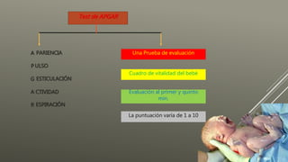 Una Prueba de evaluación
Test de APGAR
Cuadro de vitalidad del bebé
La puntuación varía de 1 a 10
A
P
G
A
R
PARIENCIA
ULSO
ESTICULACIÓN
CTIVIDAD
ESPIRACIÓN
Evaluación al primer y quinto
min.
 