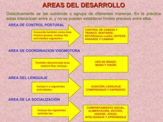 AREAS DEL DESARROLLO Didácticamente se las subdivide o agrupa de diferentes maneras. En la práctica estas interactúan entre sí, y no se pueden establecer límites precisos entre ellas. AREA DE CONTROL POSTURAL Conocida también como área  motora gruesa, incluye las  actividades siguientes CONTROL DE CABEZA Y  TRONCO, SE NTARSE,  ROTAR(darse vuelta), GATEAR,  PARARSE Y CAMINAR También denominada área  motora fina, incluye:   USO DE BRAZO,  MANO Y VISIÓN Incluye las siguientes  actividades: AUDICIÓN, LENGUAJE  COMPRENSIVO Y EXPRESIVO Incluye las siguientes  actividades: COMPORTAMIENTO SOCIAL,  ALIMENTACIÓN, VES TIDO,  HIGIENE, JUEGO,  INTELIGENCIA Y APRENDIZAJE AREA DE COORDINACION VISOMOTORA AREA DEL LENGUAJE AREA DE LA SOCIALIZACIÓN 