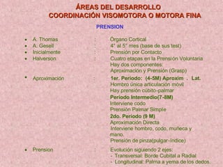 ÁREAS DEL DESARROLLO COORDINACIÓN VISOMOTORA O MOTORA FINA PRENSION   A. Thomas : Órgano Cortical   A. Gesell : 4° al 5° mes (base de sus test)   Inicialmente : Prensión por Contacto   Halverson : Cuatro etapas en la Prensi ón Voluntaria Hay dos componentes: Aproximación y Prensión (Grasp)   Aproximación : 1er. Período: (4 - 5M) Aproxim . Lat. Hombro única articulación móvil Hay prensión cúbito - palmar Período Intermedio(7 - 8M) Interviene codo Prensión Palmar Simpl e 2do. Período (9 M) Aproximación Directa Interviene hombro, codo, muñeca y  mano. Prensión de pinza(pulgar - índice)   Prension : Evolución siguiendo 2 ejes: - Transversal: Borde Cubital a Radial - Longitudinal: Palma a yema de los dedos. 