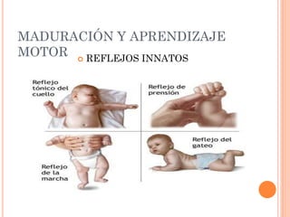 MADURACIÓN Y APRENDIZAJE
MOTOR  REFLEJOS INNATOS
 