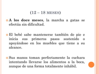 (12 – 18 MESES)
 A los doce meses, la marcha a gatas se
efectúa sin dificultad.
 El bebé sabe mantenerse también de pie e
inicia sus primeros pasos sostenido o
apoyándose en los muebles que tiene a su
alcance.
 Sus manos toman perfectamente la cuchara
intentando llevarse los alimentos a la boca,
aunque de una forma totalmente inhábil.
 